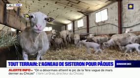 Tout Terrain: on vous fait découvrir l'agneau de Sisteron pour Pâques