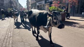 La première édition du festival de la vache vosgienne s'est déroulée dans le centre-ville de Colmar, le samedi 5 et le dimanche 6 avril 2025. 