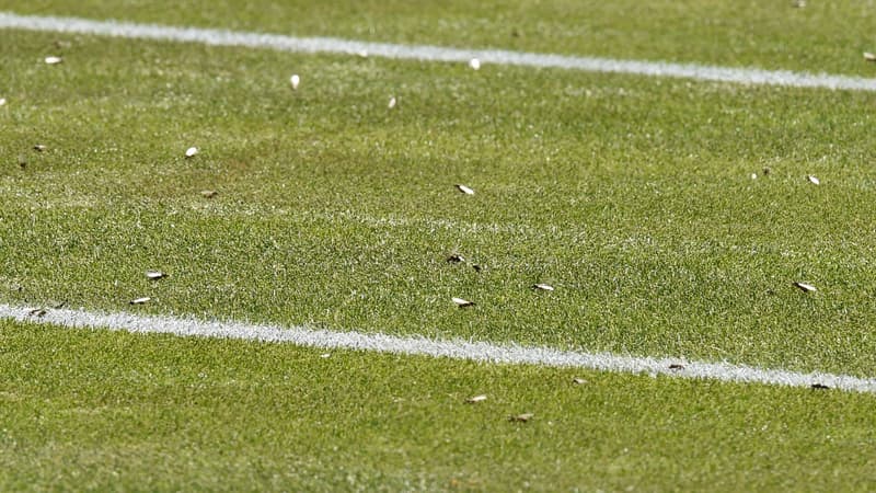 Euro 2021: une armée de fourmis volantes menace la finale Italie-Angleterre