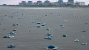 Des méduses sur la plage proche de la centrale nucléaire de Gravelines, le 12 août 2025