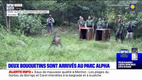 Saint-Martin-Vésubie: deux bouquetins sont arrivés au parc Alpha