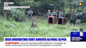 Saint-Martin-Vésubie: deux bouquetins sont arrivés au parc Alpha