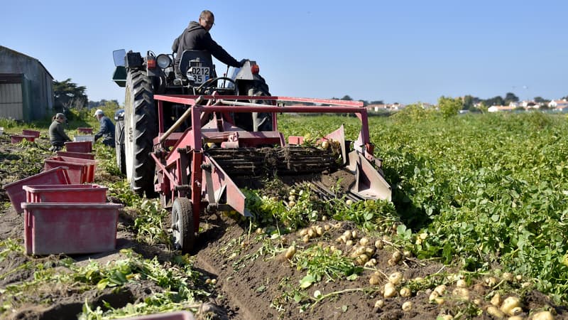 Inflation, sécheresse et grosses chaleurs: les agriculteurs anglais lourdement impactés