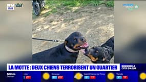 "Tout le monde a peur": deux chiens terrorisent un quartier à La Motte
