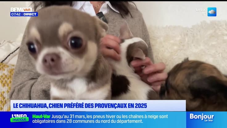 Le chihuahua, chien préféré des provençaux en 2025