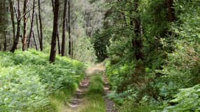 Une photographie de forêt (photo d'illustration)