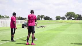 Floride: Un alligator perturbe un entrainement de foot