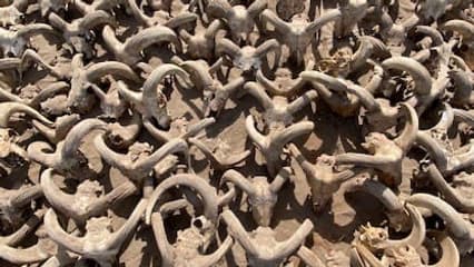 Des têtes d'animaux momifiées, découvertes dans le temple de Ramsès II