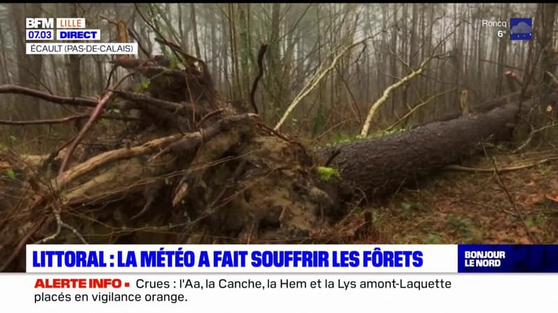 Pas-de-Calais: la forêt souffre de la météo à Écault