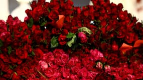 Roses rouges (illustration)