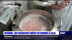 Un transfert inédit de paillettes de spermatozoïdes entre Rennes et Lille