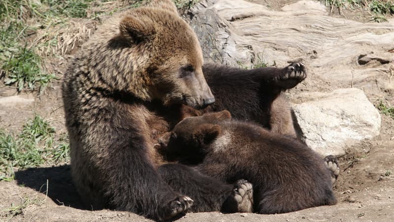 Une ourse et ses oursons au zoo des Angles, dans le sud-ouest de la France, le 18 juin 2015. (Photo d'illustration)