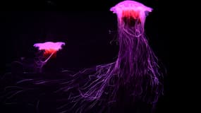 Une méduse à l'aquarium de Melbourne, en mai 2020. (photo d'illustration)