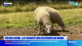 Les éleveurs du Nord s'inquiètent face à la propagation de la fièvre ovine