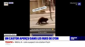 Un castor observé dans le centre ville de Lyon ce dimanche