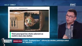 Voici pourquoi les chats adorent se mettre dans des boîtes