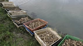 On est sûr de la présence du norovirus dans deux zones du bassin, sur les communes de Chaillevette et La Tremblade", selon Daniel Coirier, président du Comité régional de la conchyliculture de Poitou-Charentes (CRC).
	
