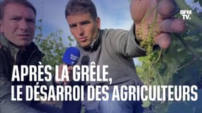 Après la grêle, le désarroi des agriculteurs