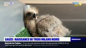 Sauze: naissance de trois milans noirs