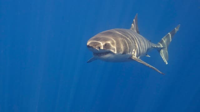 Un requin blanc (Photo d'illustration).