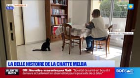 Marseille : une chatte retrouvée près de 4 mois après sa disparition