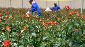 Les travailleurs de la ferme Maridaidi à Naivasha au Kenya cueillent dans une serre des roses qui seront exportées vers l'Europe pour la Saint-Valentin le 12 février 2015. Le Kenya est le principal fournisseur de fleurs coupées de qualité vers l'UE avec une part de marché d'environ 40 %.