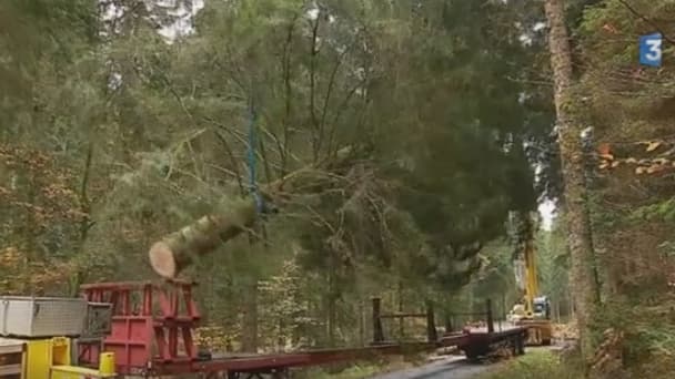 L'arbre a cédé alors qu'il était acheminé sur la remorque.