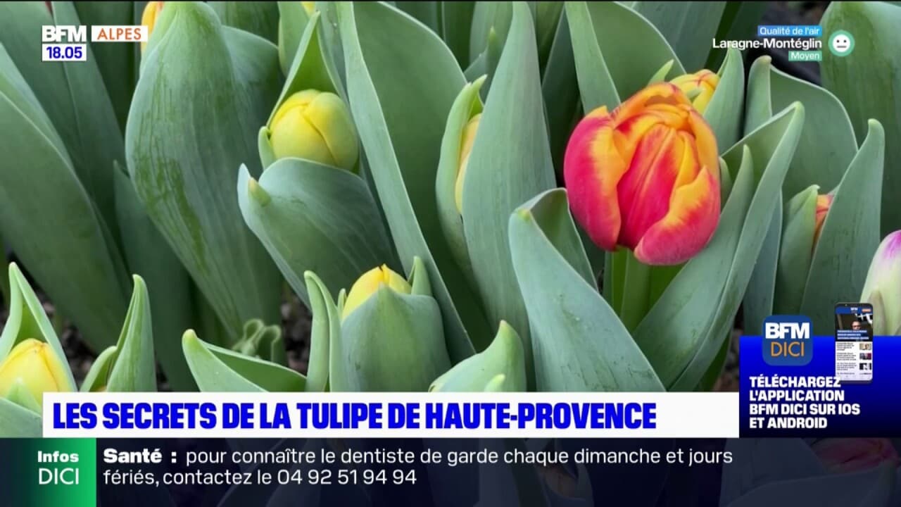 Les secrets de la Tulipe de Haute Provence