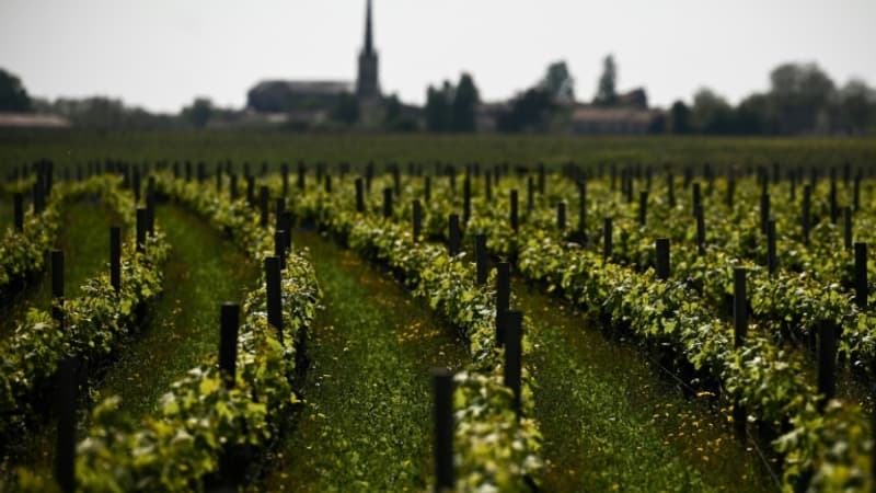 Destruction du vin en excédent: la subvention ira jusqu'à 200 millions d'euros