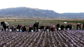 .Dans des champs où les plants ne font pas plus de 30 cm, les cueilleurs se courbent et cueillent, avec patience, emplissant leurs seaux de fleurs.