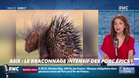 Objectif Terre: le braconnage intensif des porcs-épics en Asie - 10/08