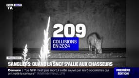 Normandie: la SNCF s'associe aux chasseurs pour détecter les sangliers, impliqués dans plusieurs collisions avec des trains