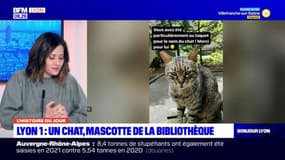 Lyon: Robert, le chat devenu la mascotte de la bibliothèque de l'Inspé