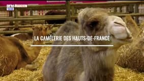 Agriculteurs, éleveurs, producteurs, pêcheurs des Hauts-de-France : La Camélerie des Hauts-de-France