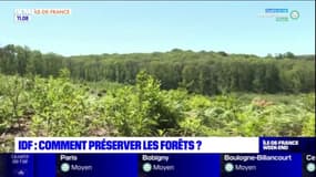 Île-de-France: une enquête sur la protection de la forêt de Montmorency