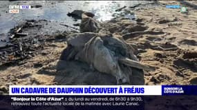 Fréjus: le cadavre d'un dauphin de plus de deux mètres de long découvert sur une plage