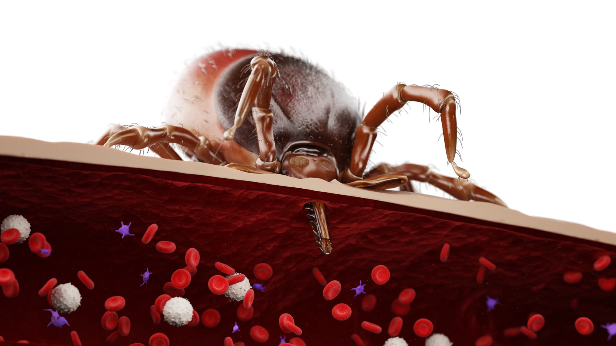 Tick feeding on blood. March 2022, illustration image.