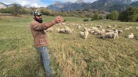 À Champcella, dans les Hautes-Alpes, 28 brebis ont été tuées par des loups dans la nuit du mercredi 16 au jeudi 17 octobre 2024.  