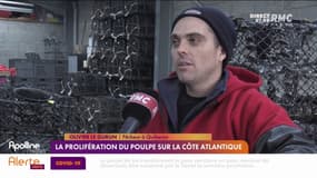 Sur la côte Atlantique, on ne parle que de la prolifération de poulpes
