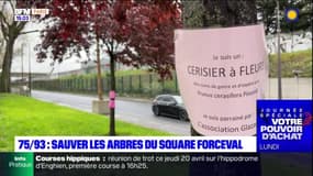 Ile-de-France: sauver les arbres du square Forceval