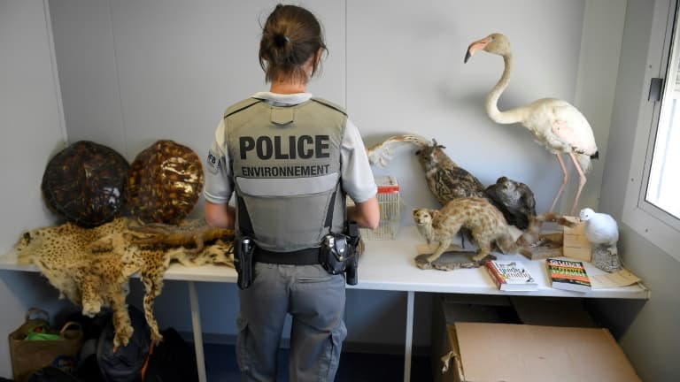 Une policière de l'Office français de la biodiversité (OFB) devant des animaux empaillés saisis par les douanes, à Marseille le 8 septembre 2021. (PHOTO D'ILLUSTRATION)