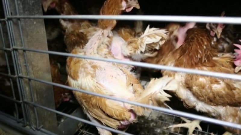 L’organisation de défense des animaux L214 part en guerre contre les œufs en batterie vendus dans les supermarchés Super U.