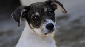 L'homme de 24 ans faisait subir des sévices à son chiot de 4 mois 
