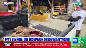 Pays Seynois: le loup suspecté d'attaques sur des bovins