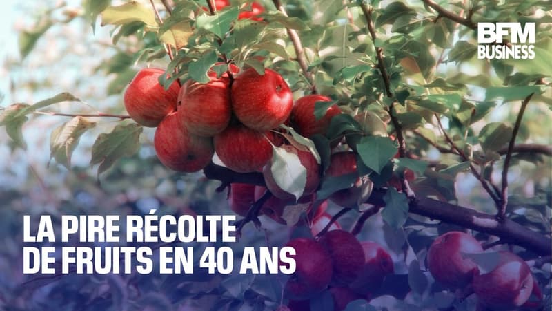 La pire récolte de fruits en 40 ans