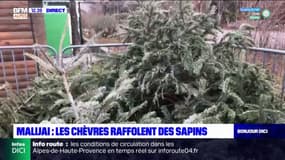 Alpes-de-Haute-Provence: des chèvres pour recycler les sapins de Noël