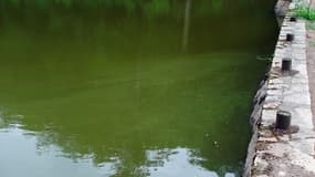 Un lac touché par des cyanobactéries. (Photo d'illustration).