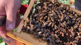 Menacées par la sécheresse, les ruches font aussi face à d'autres menaces extérieures, comme les attaques de frelons.