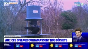 Aix-en-Provence: une "birds box" incite les oiseaux à récolter les déchets 