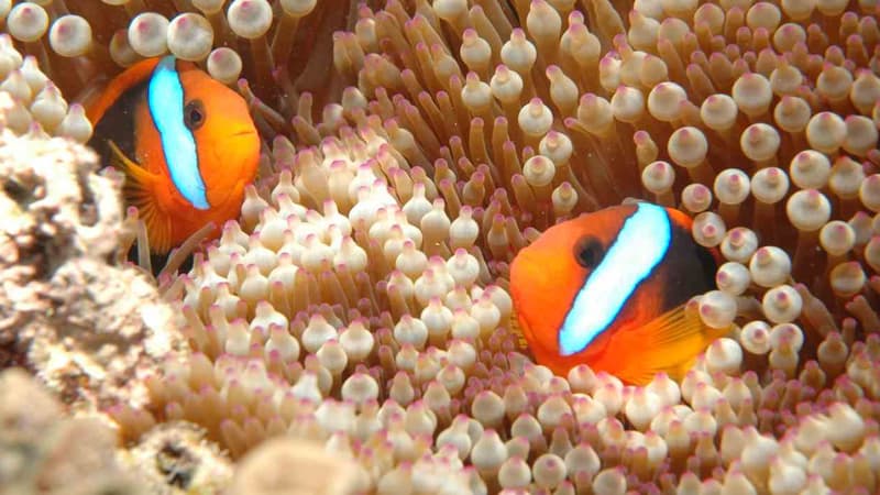 Des poissons-clowns dans la Grande barrière de corail, au large de la ville australienne de Cairns. La faune marine, d'une époustouflante diversité, est menacée par l'action combinée du réchauffement climatique et du développement économique.